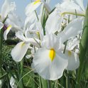 Iris xiphium 'Casablanca'